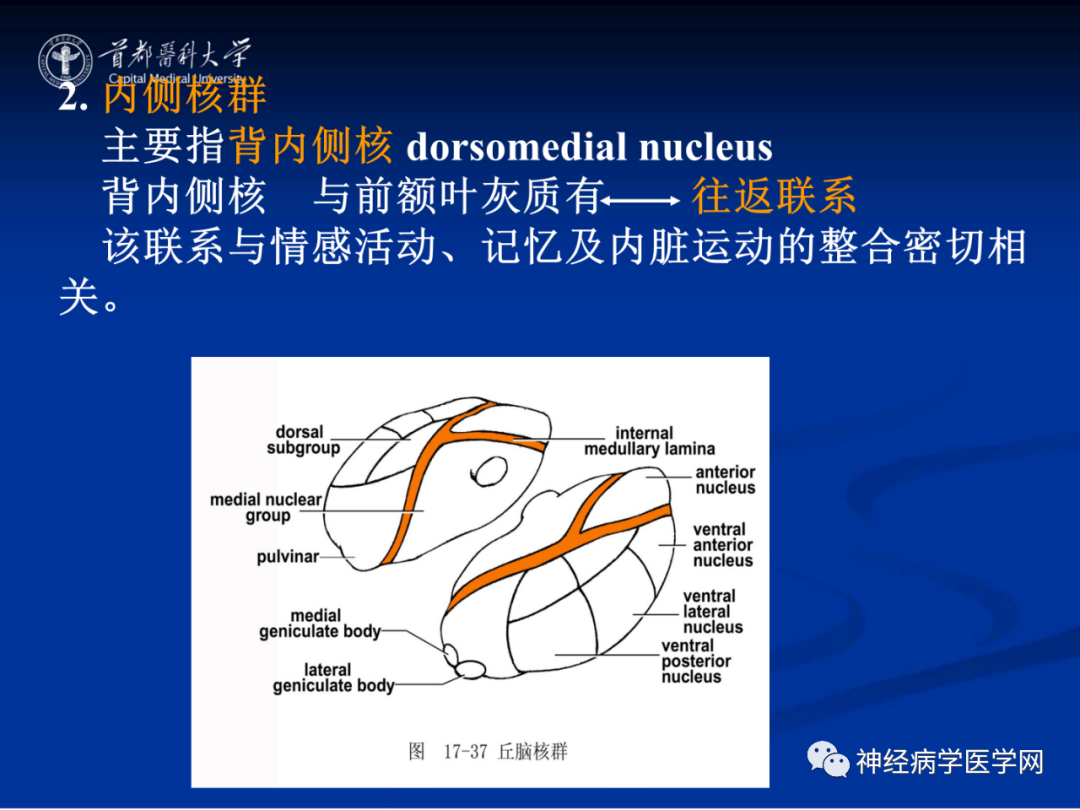 影像PPT - 【PPT】颅脑解剖—间脑-12