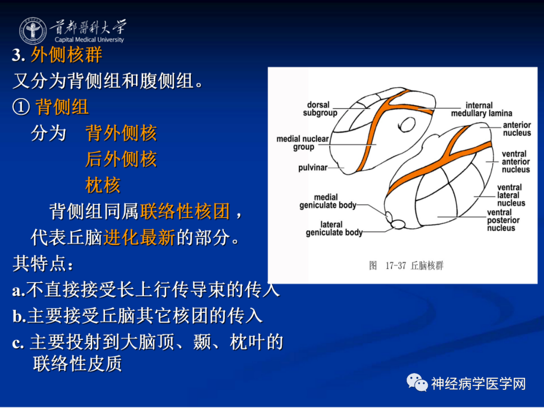影像PPT - 【PPT】颅脑解剖—间脑-13