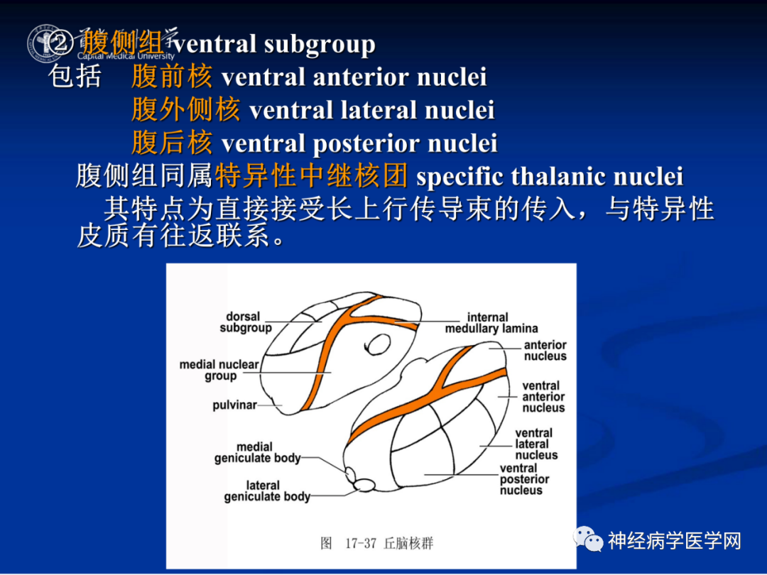 影像PPT - 【PPT】颅脑解剖—间脑-14