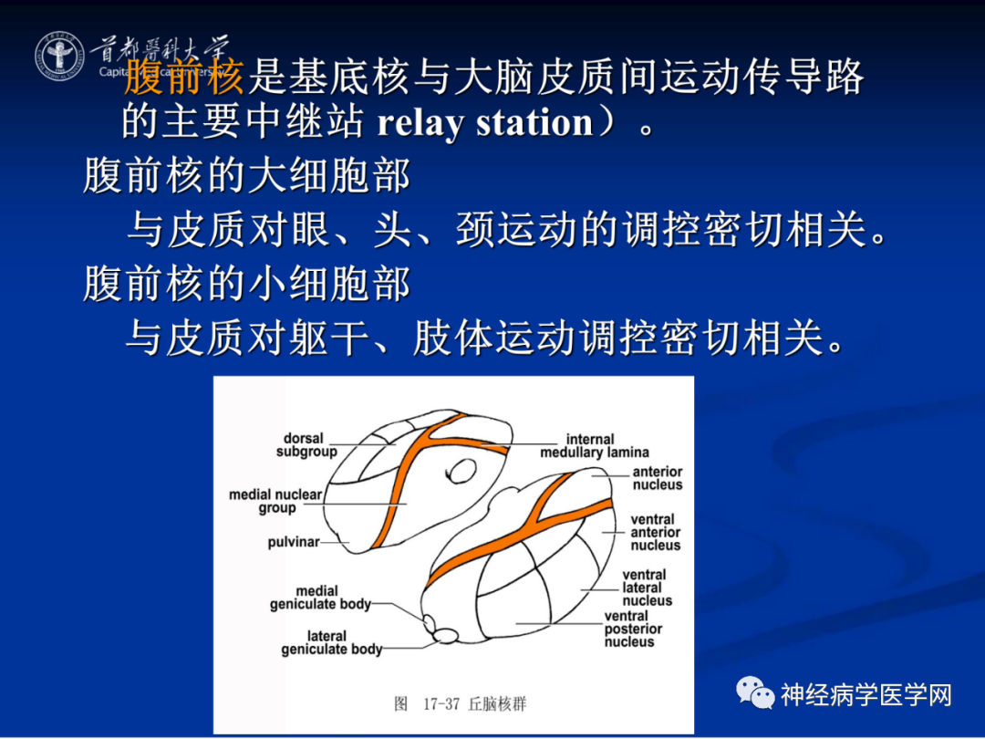 影像PPT - 【PPT】颅脑解剖—间脑-15