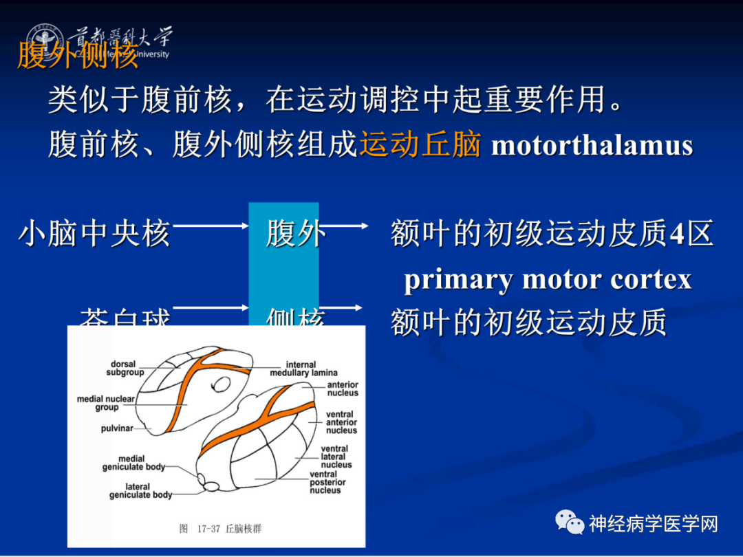 影像PPT - 【PPT】颅脑解剖—间脑-16