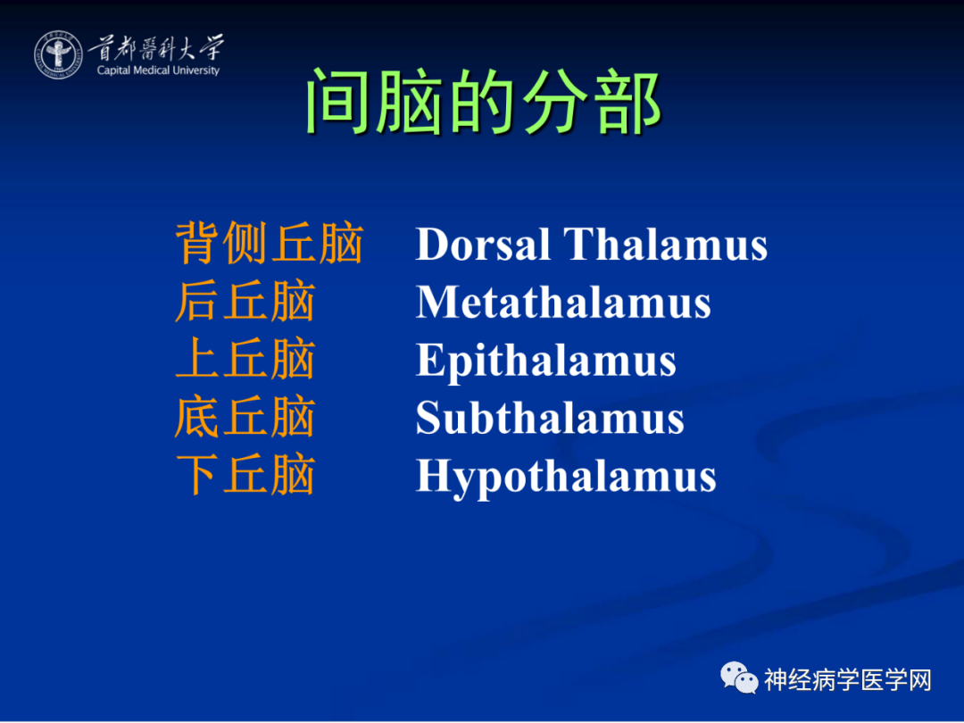 影像PPT - 【PPT】颅脑解剖—间脑-3