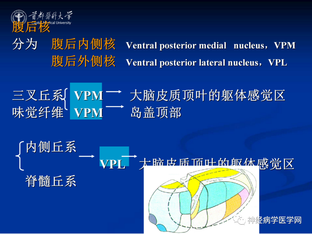 影像PPT - 【PPT】颅脑解剖—间脑-17