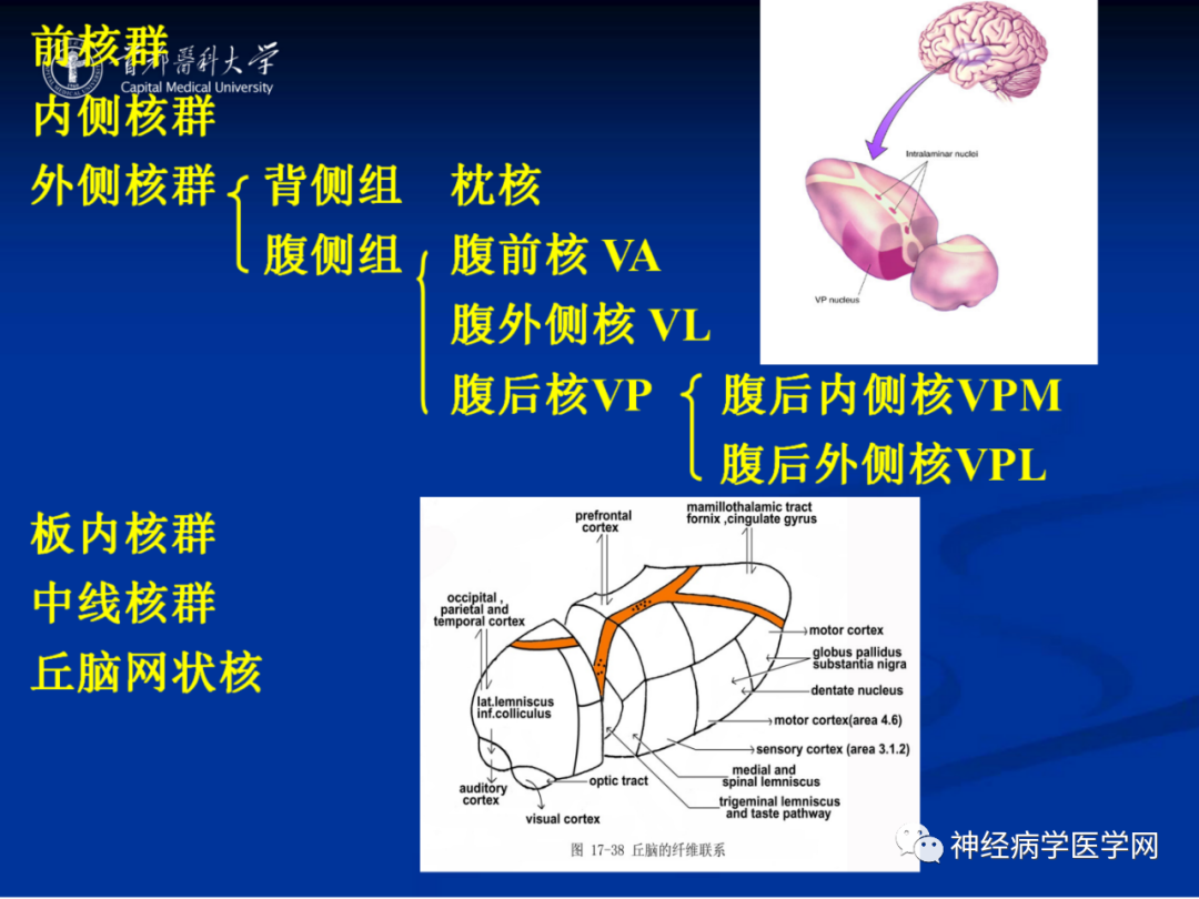 影像PPT - 【PPT】颅脑解剖—间脑-19