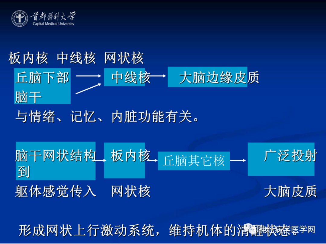 影像PPT - 【PPT】颅脑解剖—间脑-18