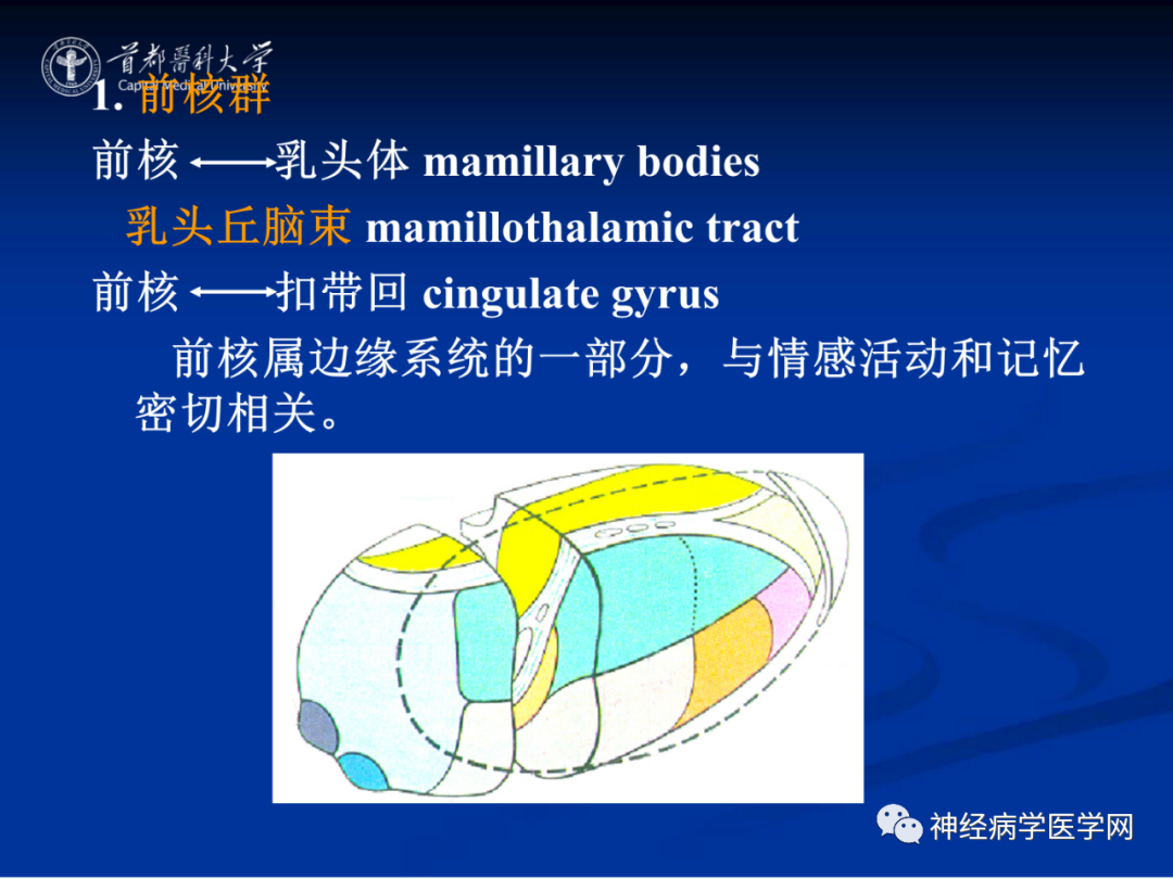 影像PPT - 【PPT】颅脑解剖—间脑-11