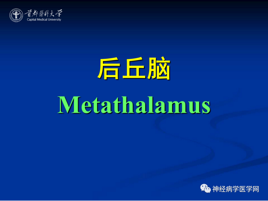 影像PPT - 【PPT】颅脑解剖—间脑-20