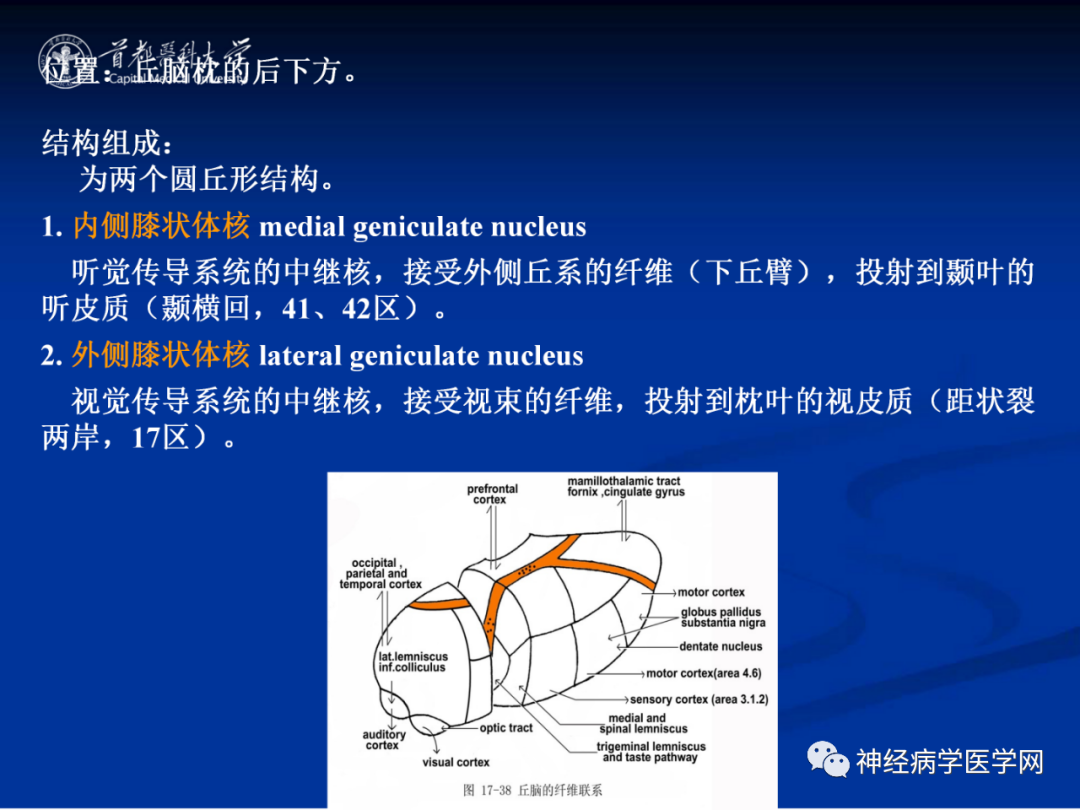 影像PPT - 【PPT】颅脑解剖—间脑-21