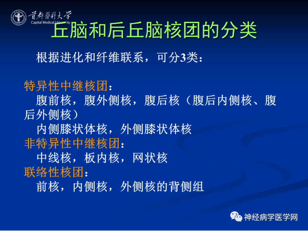 影像PPT - 【PPT】颅脑解剖—间脑-22