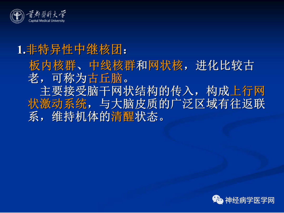 影像PPT - 【PPT】颅脑解剖—间脑-23