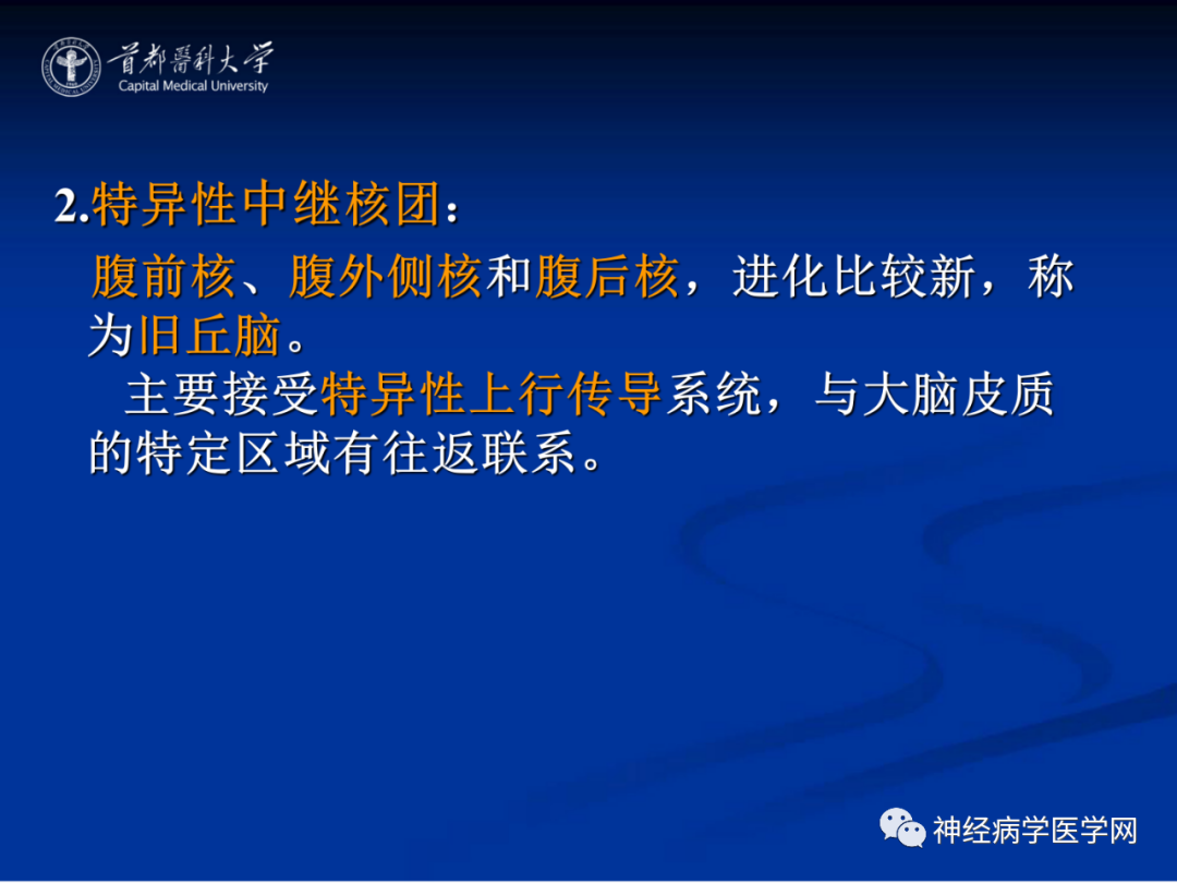 影像PPT - 【PPT】颅脑解剖—间脑-24