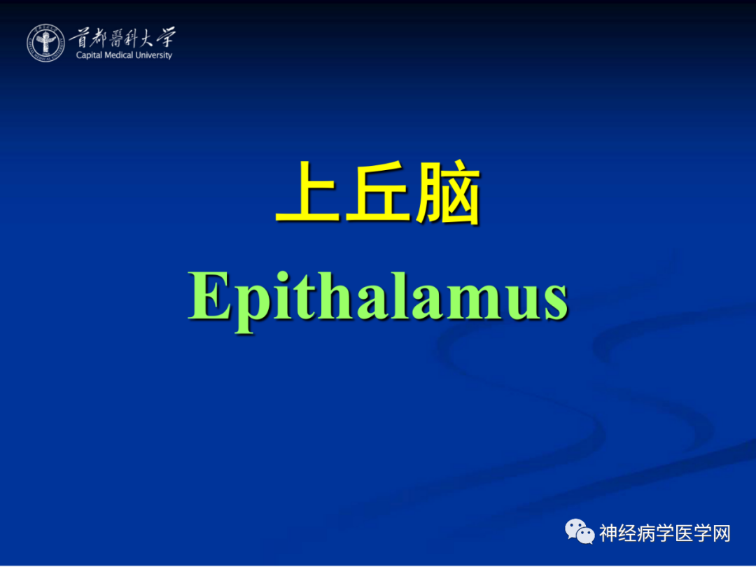影像PPT - 【PPT】颅脑解剖—间脑-29