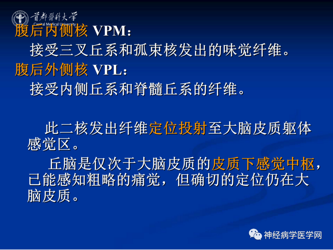 影像PPT - 【PPT】颅脑解剖—间脑-26