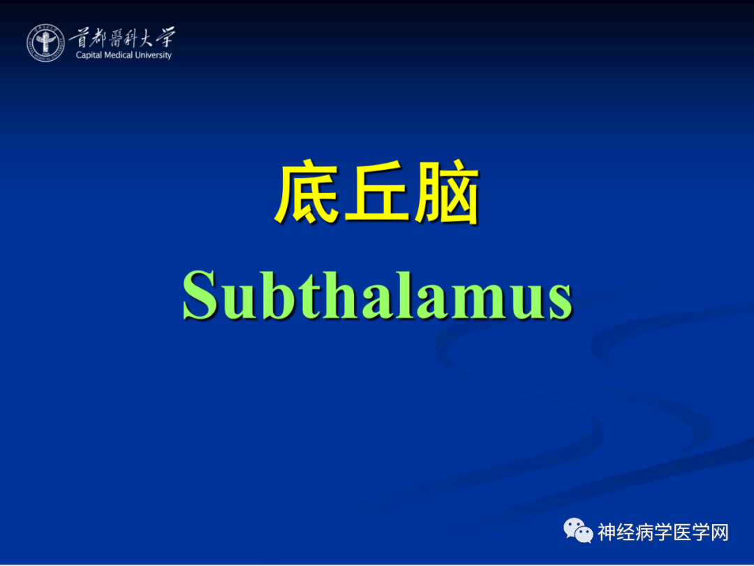 影像PPT - 【PPT】颅脑解剖—间脑-33