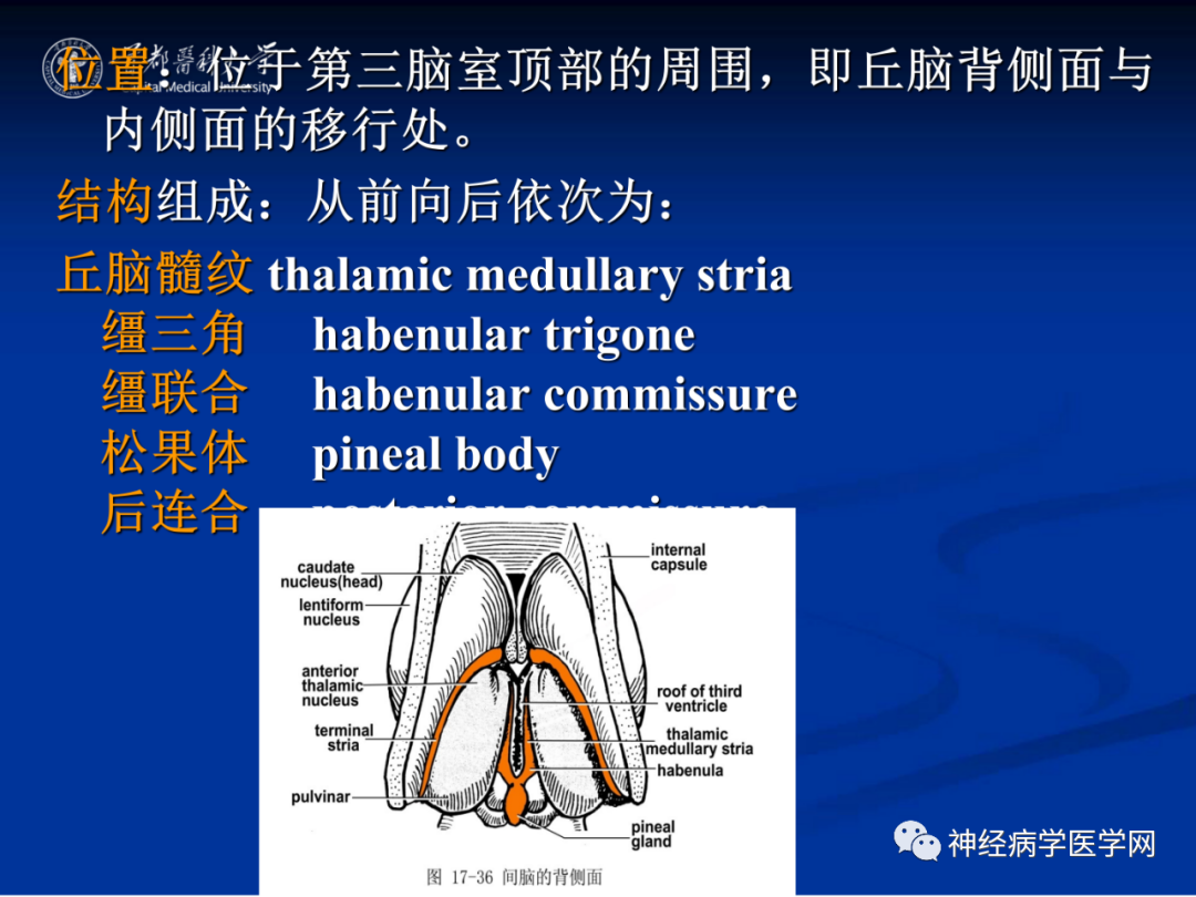 影像PPT - 【PPT】颅脑解剖—间脑-30