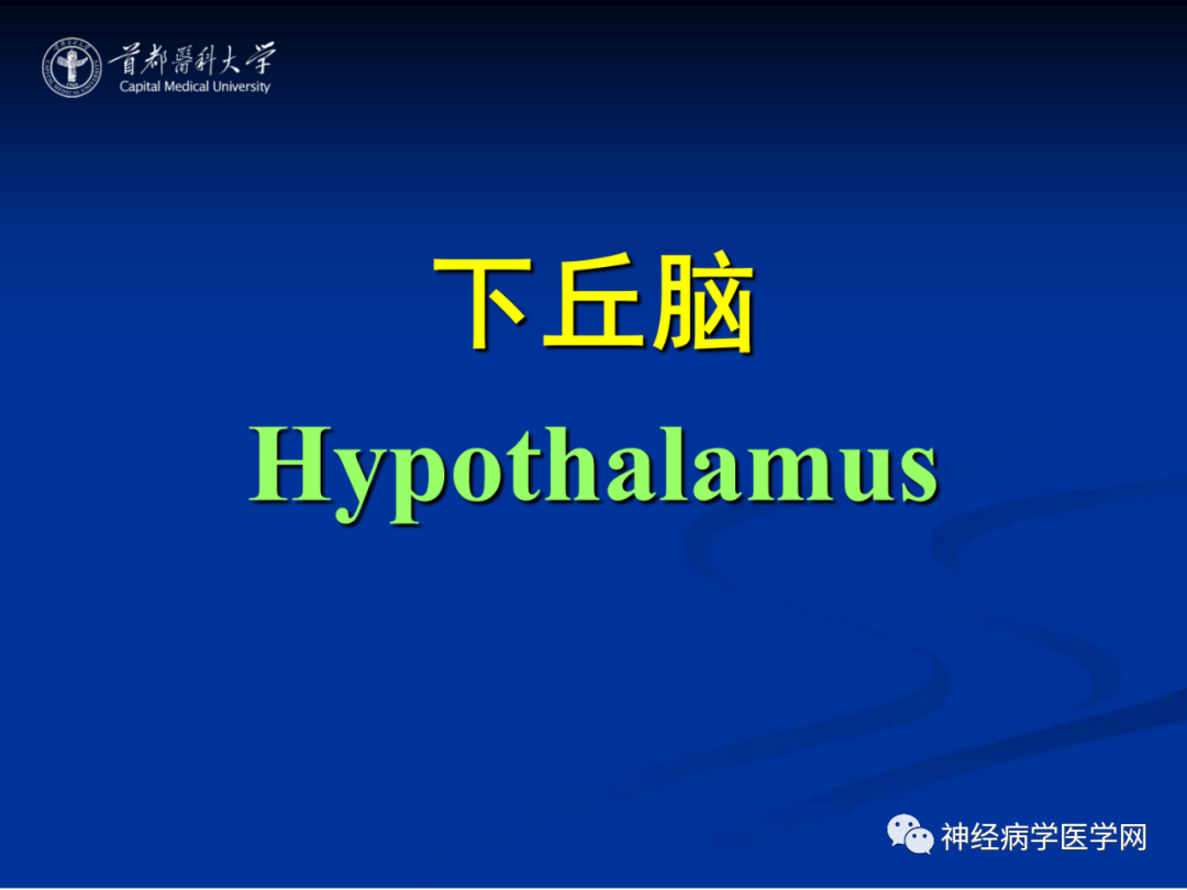影像PPT - 【PPT】颅脑解剖—间脑-36
