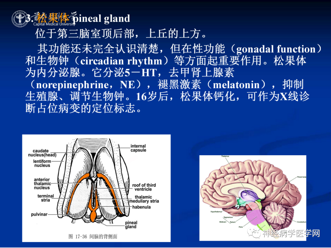 影像PPT - 【PPT】颅脑解剖—间脑-32