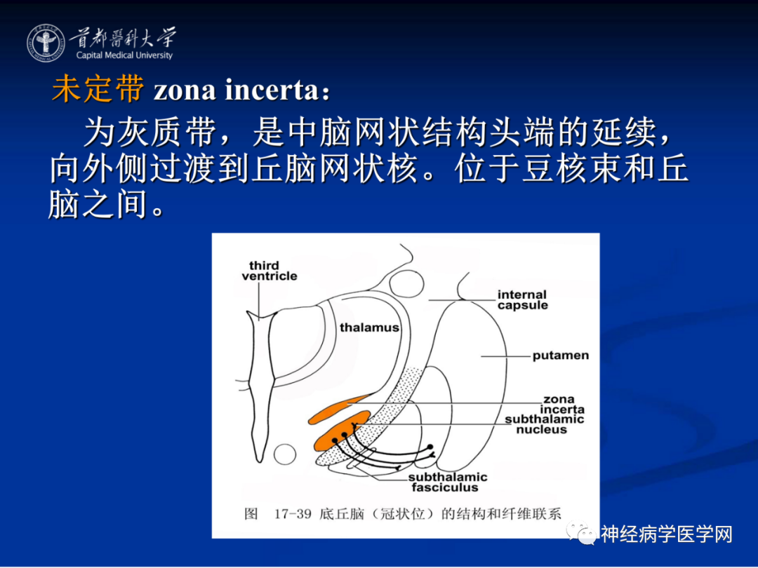 影像PPT - 【PPT】颅脑解剖—间脑-35
