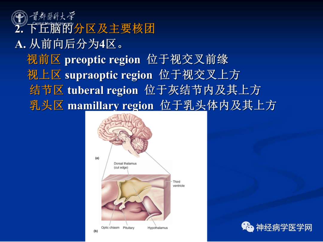 影像PPT - 【PPT】颅脑解剖—间脑-41