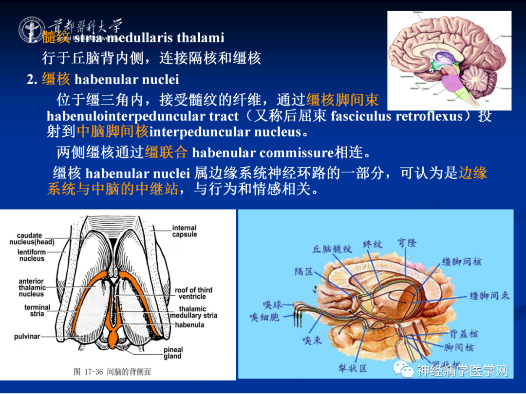 影像PPT - 【PPT】颅脑解剖—间脑-31