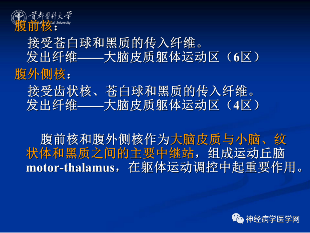 影像PPT - 【PPT】颅脑解剖—间脑-25
