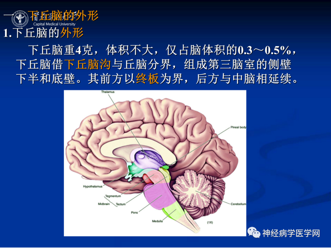 影像PPT - 【PPT】颅脑解剖—间脑-37