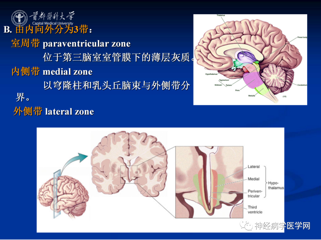 影像PPT - 【PPT】颅脑解剖—间脑-42