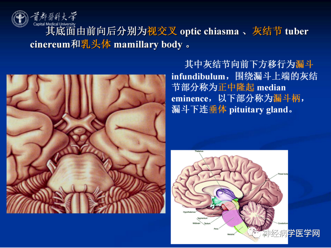 影像PPT - 【PPT】颅脑解剖—间脑-38