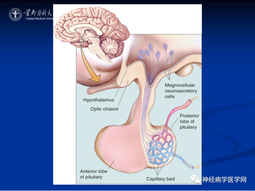 影像PPT - 【PPT】颅脑解剖—间脑-40