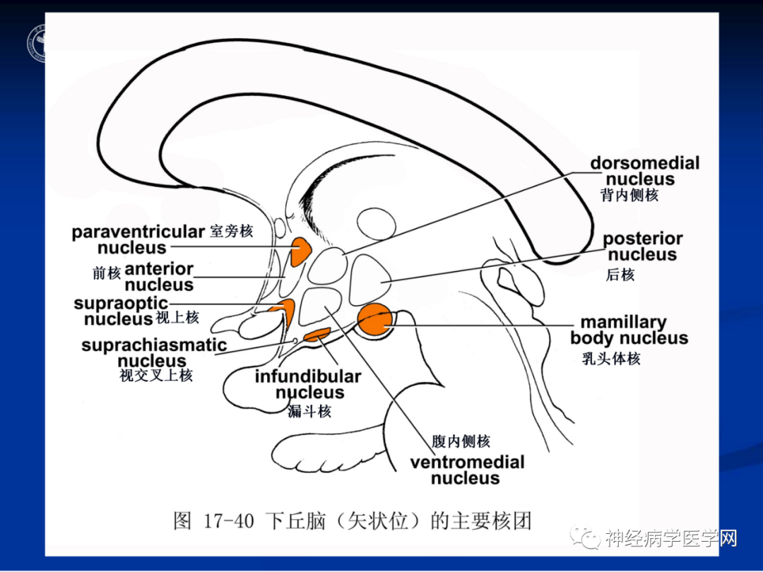 影像PPT - 【PPT】颅脑解剖—间脑-44