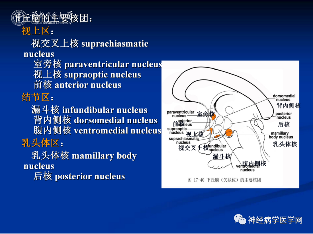 影像PPT - 【PPT】颅脑解剖—间脑-43