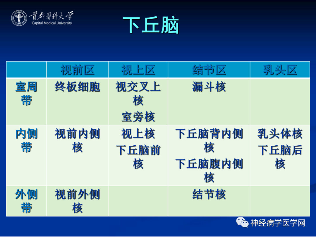 影像PPT - 【PPT】颅脑解剖—间脑-45