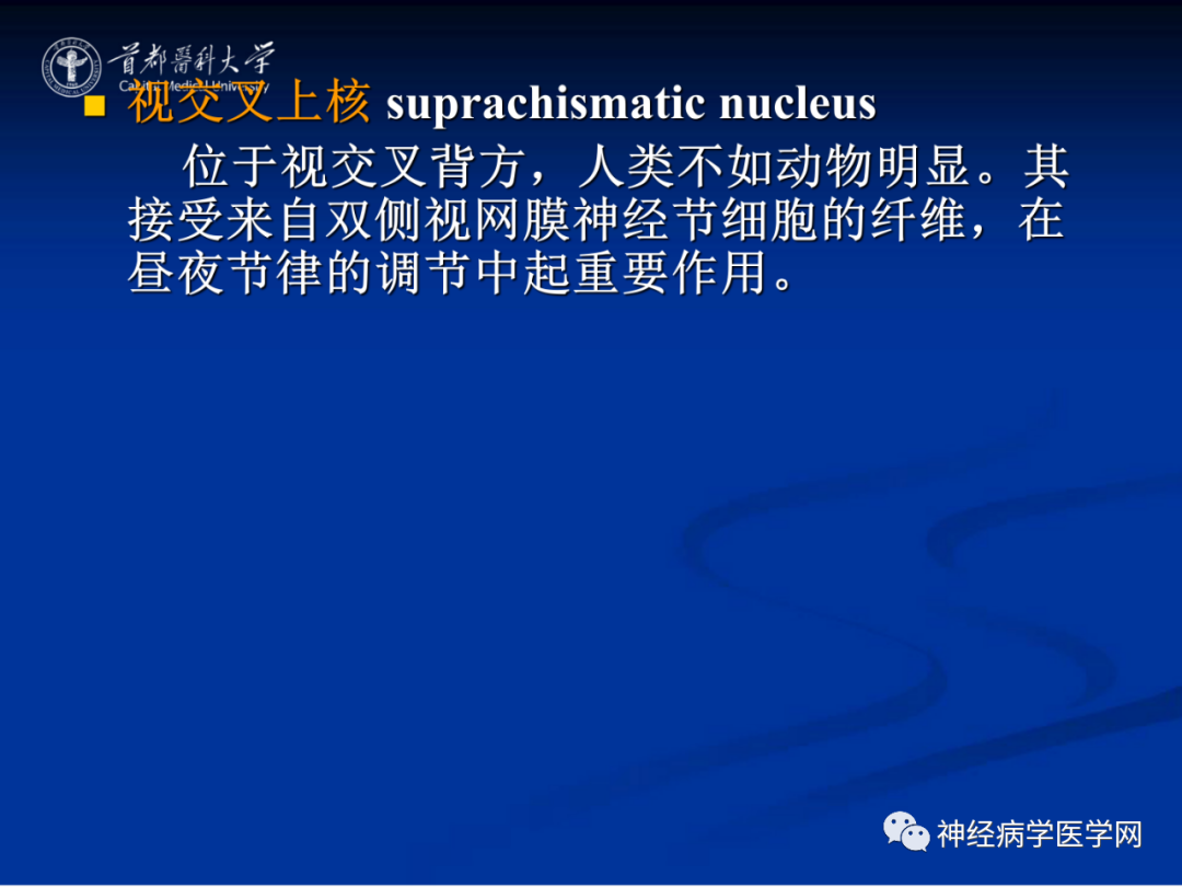 影像PPT - 【PPT】颅脑解剖—间脑-47