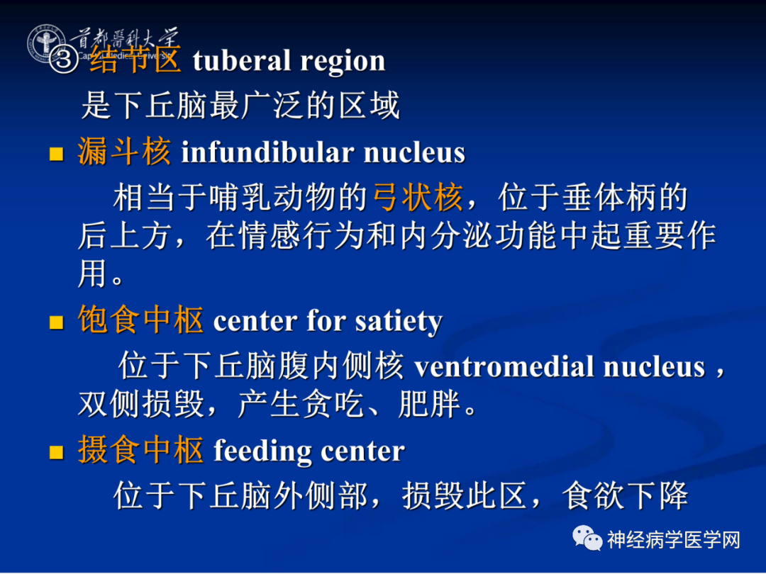 影像PPT - 【PPT】颅脑解剖—间脑-48