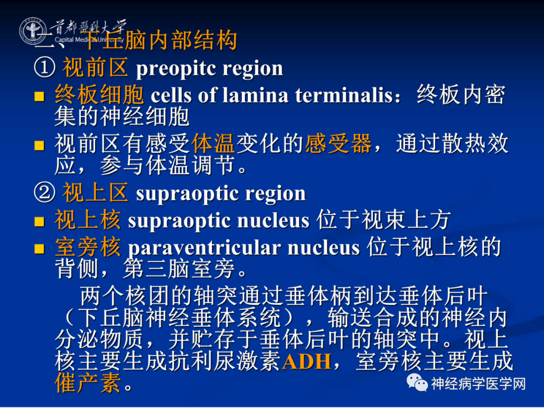 影像PPT - 【PPT】颅脑解剖—间脑-46