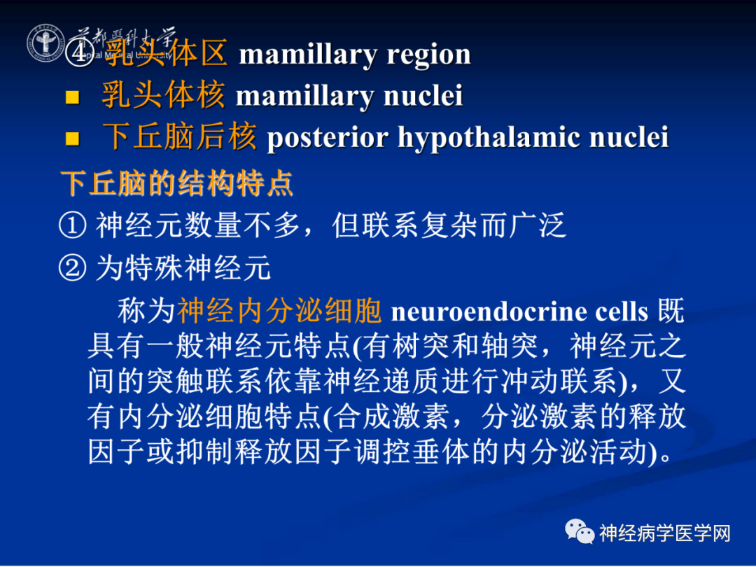 影像PPT - 【PPT】颅脑解剖—间脑-49