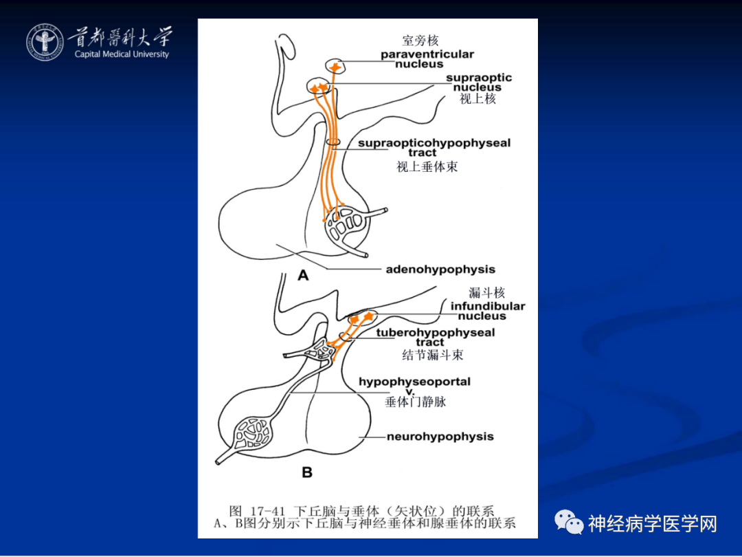 影像PPT - 【PPT】颅脑解剖—间脑-51