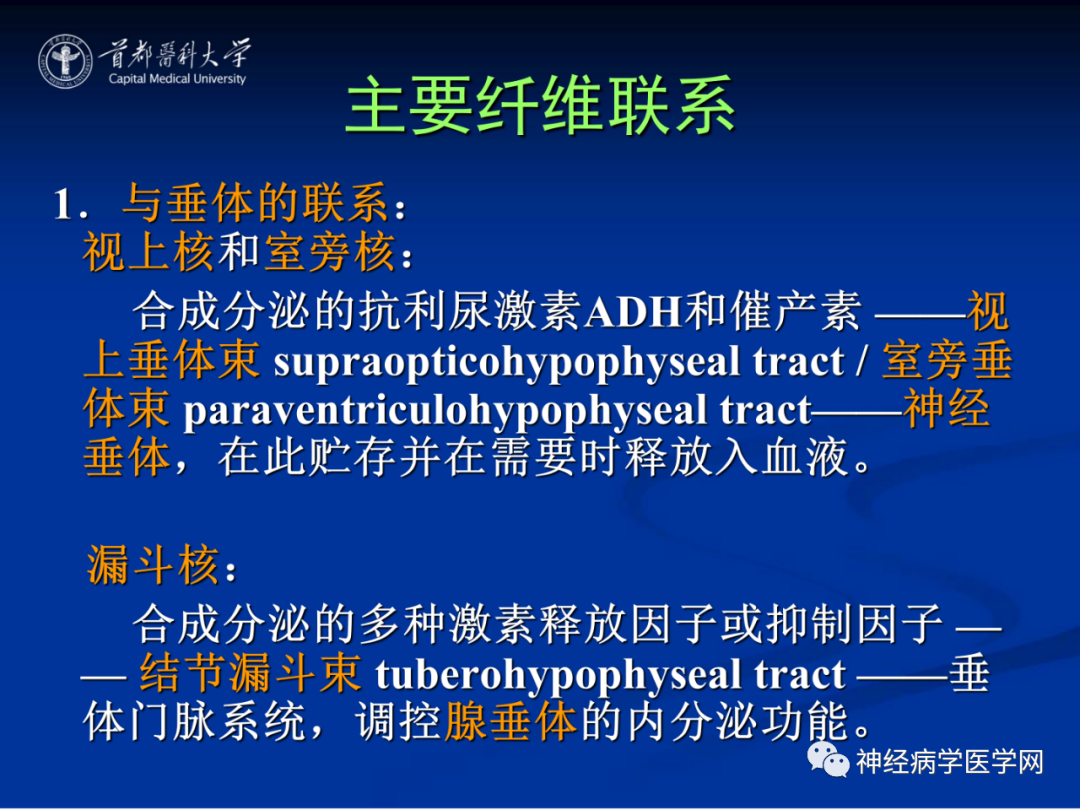 影像PPT - 【PPT】颅脑解剖—间脑-50