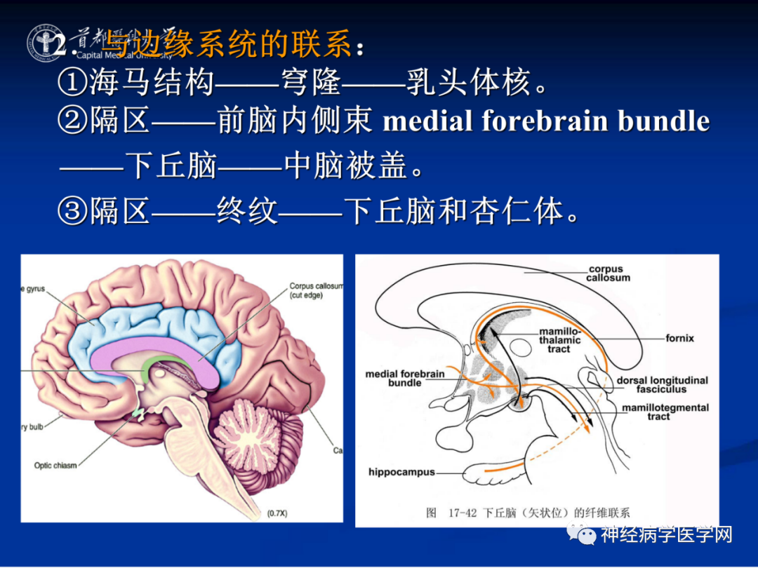 影像PPT - 【PPT】颅脑解剖—间脑-52