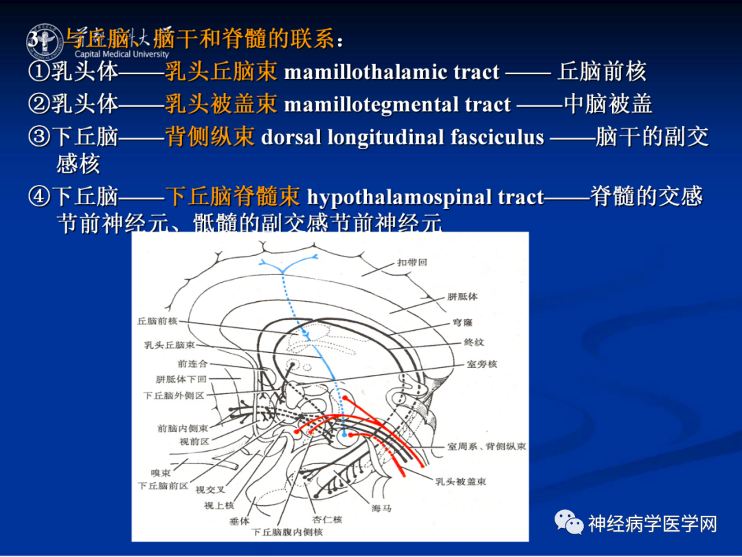 影像PPT - 【PPT】颅脑解剖—间脑-53