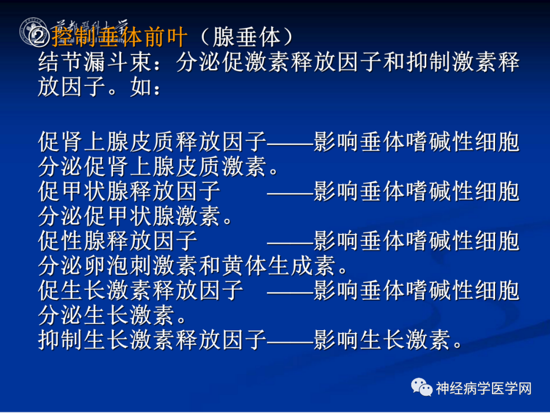 影像PPT - 【PPT】颅脑解剖—间脑-55
