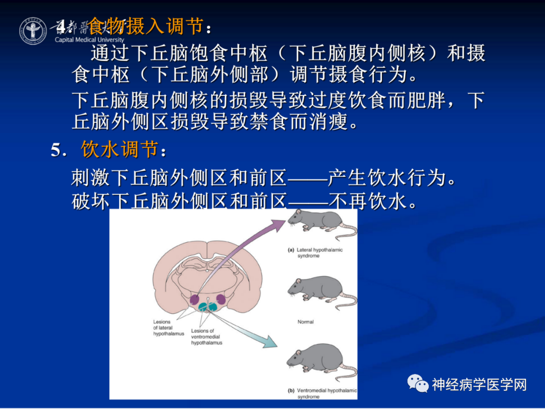 影像PPT - 【PPT】颅脑解剖—间脑-57