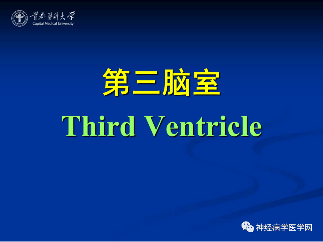 影像PPT - 【PPT】颅脑解剖—间脑-59