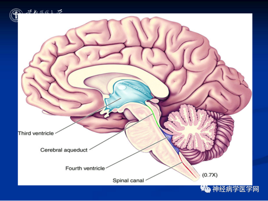 影像PPT - 【PPT】颅脑解剖—间脑-60