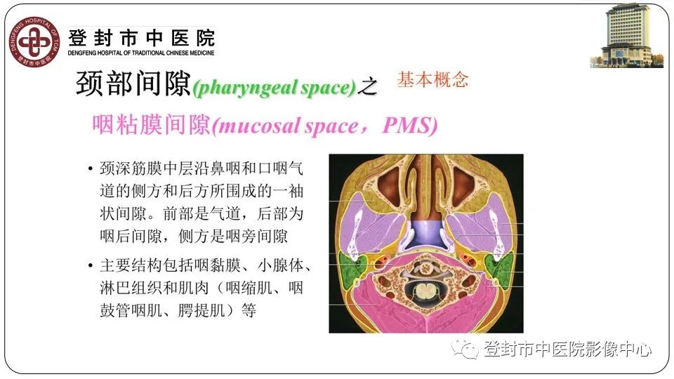影像PPT - 【PPT】颈部先天性囊性病变-5