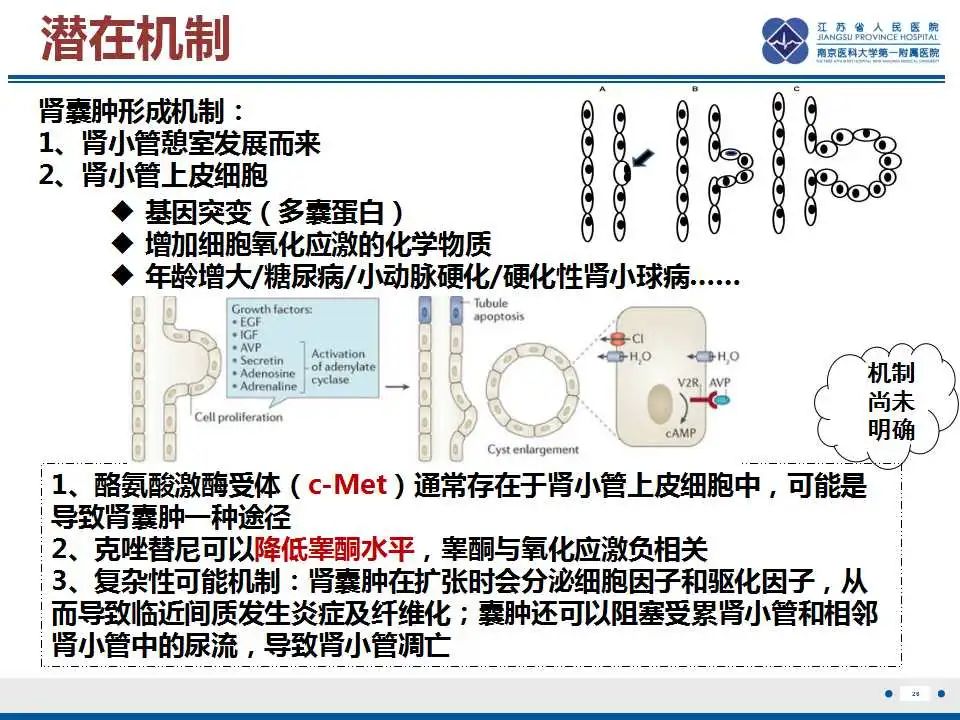 影像PPT - 【PPT】克唑替尼相关性肾囊肿-27