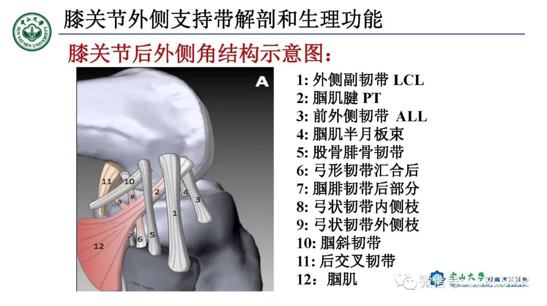 影像PPT - 【PPT】膝关节后外侧角区影像解剖及损伤后影像学诊断-5