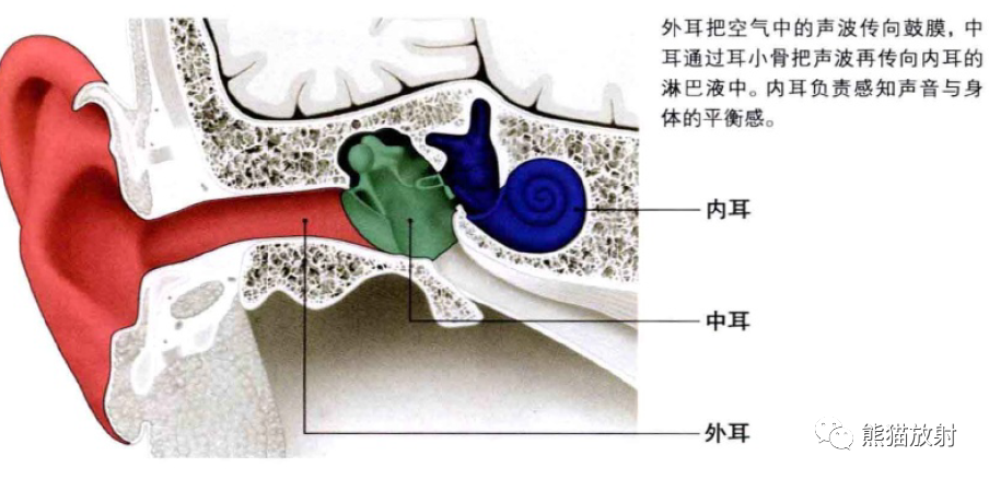影像PPT - 耳、鼻、咽喉解剖-2