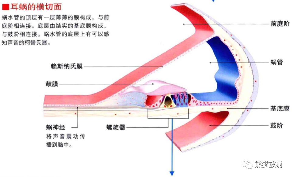 影像PPT - 耳、鼻、咽喉解剖-6