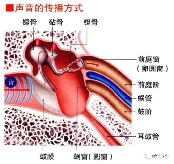 影像PPT - 耳、鼻、咽喉解剖-3